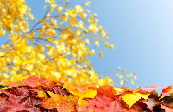 Autumn colored autumn leaves on blurred fall tree branches over — Stock Photo, Image