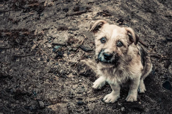 Şirin bir bej köpek yere oturuyor ve kameraya bakıyor