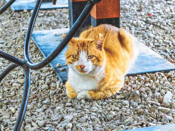 Самотній Сумний Брудний Бездомний Червоний Кіт Відпочинком Під Столом — стокове фото