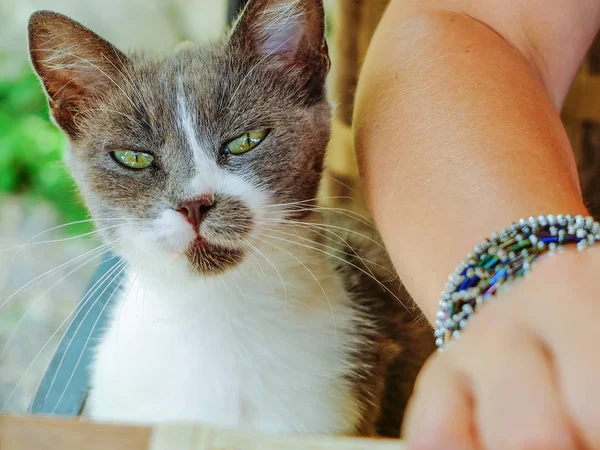 Cinza Branco Gato Vadio Pedindo Comida Atenção — Fotografia de Stock