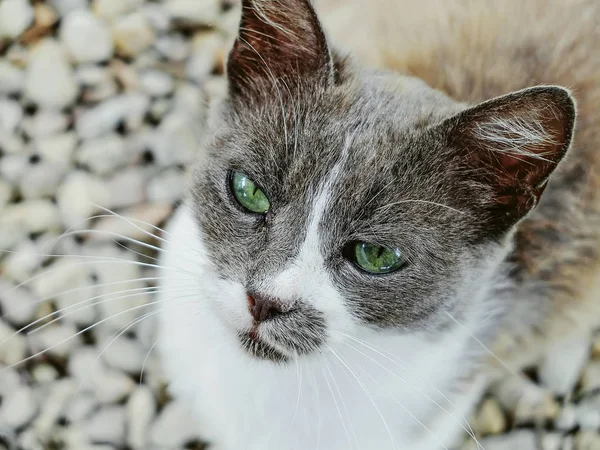 Retrato Gato Vadio Cinza Branco Pedindo Comida Atenção — Fotografia de Stock