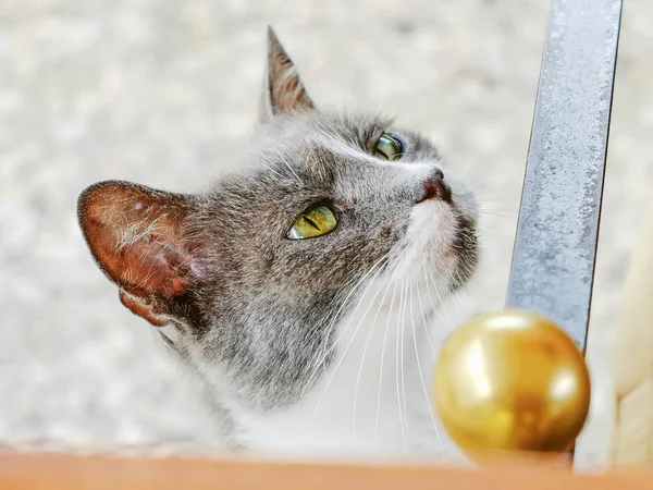 Portrait Grey White Stray Cat Asking Food Attention — Stock Photo, Image