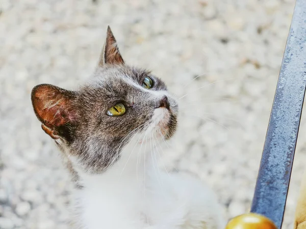 Portrait Grey White Stray Cat Asking Food Attention — Stock Photo, Image