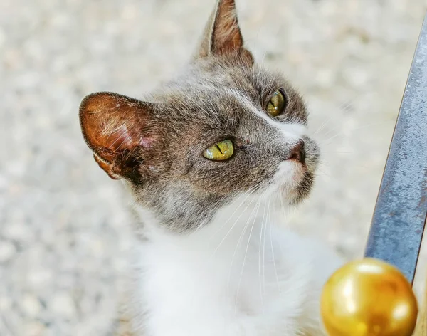 Retrato Gato Vadio Cinza Branco Pedindo Comida Atenção — Fotografia de Stock