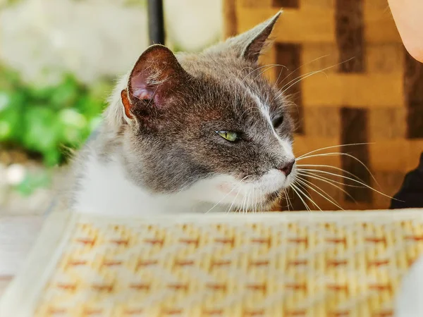 Portrait of a stray cat asking for food and attention — Stock Photo, Image