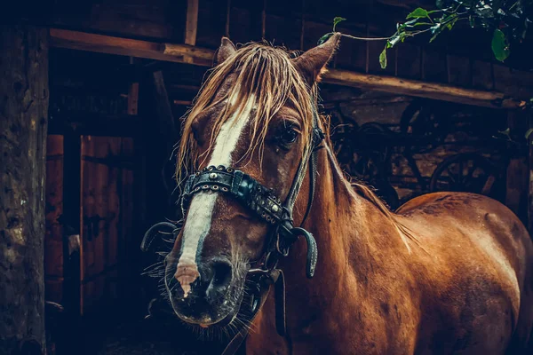 Bellissimo Ritratto Cavallo Marrone Una Fattoria Giorno Pioggia — Foto Stock