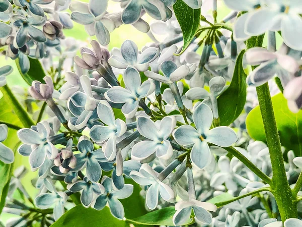 Purple lilac branch in the garden. Selective focus — Stock Photo, Image