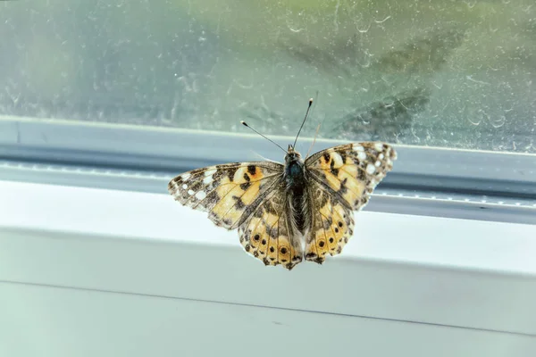 窓ガラスの上の蝶。蝶が窓のガラスに閉じ込められた。クローズ アップ。選択フォーカス — ストック写真