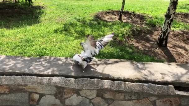 Pássaros Cidade Dove Casal Fazendo Amor Parque Dia Ensolarado Casal — Vídeo de Stock