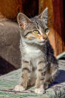 Kapıeşiğinde oturan küçük tekir kedi yavrusu