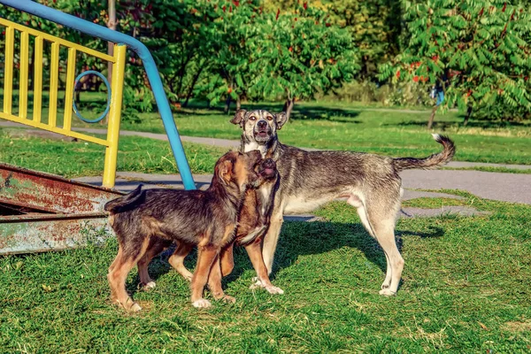 Parkta oynayan üç sokak köpeği — Stok fotoğraf