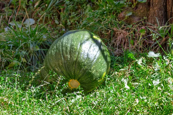 Yeşil çimenler üzerinde yeşil bir balkabağı