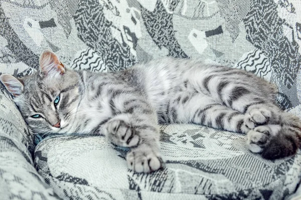 Полосатый серый кот с голубыми глазами, лежащий на стуле похожих цветов. Мастер маскировки . — стоковое фото