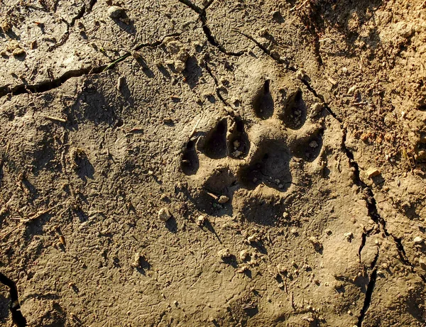 Tierischer Fußabdruck. Spuren einer tierischen Pfote auf dem rissigen Boden. Spuren eines wilden Tieres auf dem Boden — Stockfoto