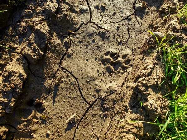 Tierischer Fußabdruck. Spuren einer tierischen Pfote auf dem rissigen Boden. Spuren eines wilden Tieres auf dem Boden — Stockfoto