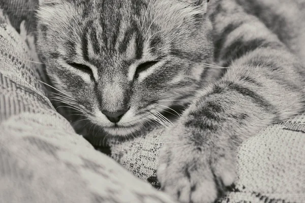 Портрет полосатой серой кошки, лежащей на стуле похожих цветов. Мастер маскировки. Спящая кошка — стоковое фото