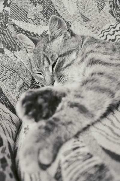 De gestreepte grijze kat liggend op de stoel van soortgelijke kleuren. Meester van vermomming. Slapende kat — Stockfoto