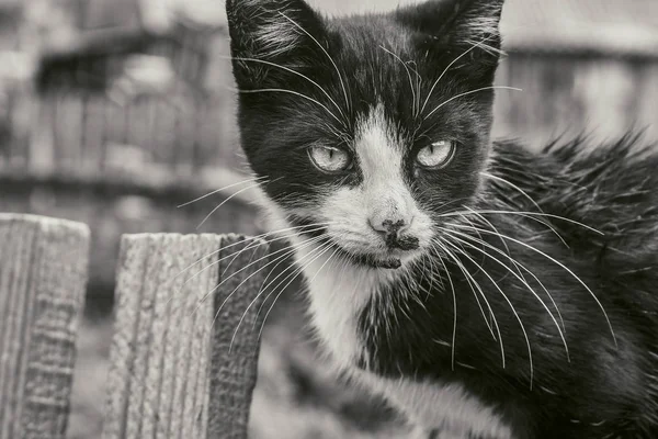 Un gato en una valla después de la lluvia — Foto de Stock