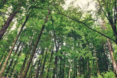 Ormandaki uzun ağaçlar