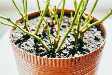 Baharda yapraksız bir saksıda gül çalısı. Yakın çekim.