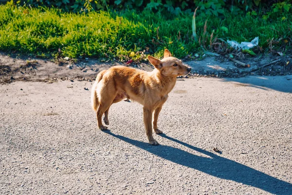 道には赤が捨てられホームレス野良犬が立っています ストック写真
