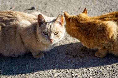 Güneşli bir sonbaharda iki sokak kedisi asfaltta kuru yiyecekler yer. Sokak hayvanlarına yardım et, beslen. Kasabadaki hayvanlar.