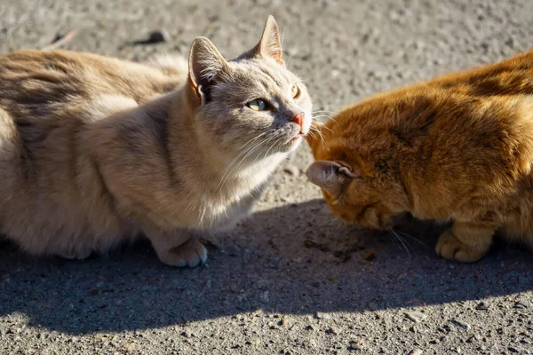 Two stray cats eat dry food on asphalt in the fall on a sunny day. Help stray animals, feeding. Animals in town