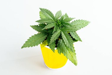 güzel duvar kağıdı arka plan Genç esrar fide tıbbi indica hibrid siyah bir arka plan üzerinde bir tencerede yeşil yaprakları ile