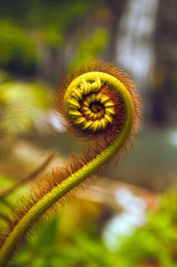 fern ve Fibonacci serisi, doğa ayrıntıları altın bölümünde