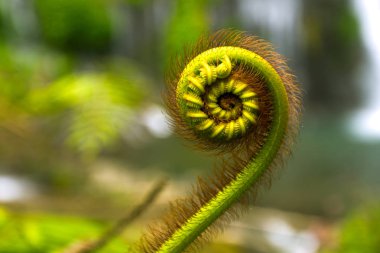 fern ve Fibonacci serisi, doğa ayrıntıları altın bölümünde