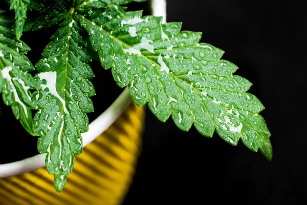 Marihuanu Rostlin Konopí Listy Rostlin Pěstování Rostlin — Stock fotografie