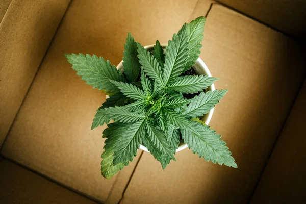 delivery of marijuana plants and seedlings, cannabis business