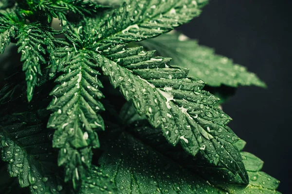 Elhagyja Marihuána Cannabis Sötét Háttér Gyönyörű Háttér Fedett Vízadagoló — Stock Fotó