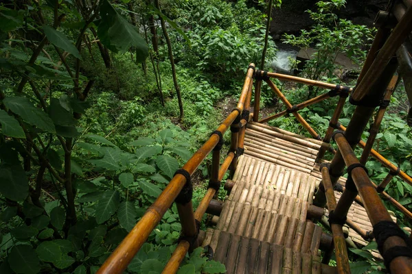 Wanderungen Durch Den Wilden Dschungel Und Den Nationalpark Asien — Stockfoto