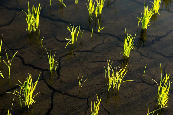 Naturwunder Reisterrassen Und Junge Reispflanzen — Stockfoto