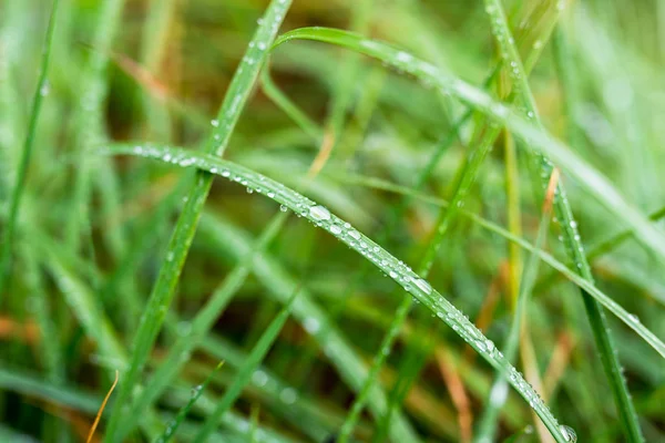 Wet Lawn Large Drop Water Grass Watering — Stock Photo, Image