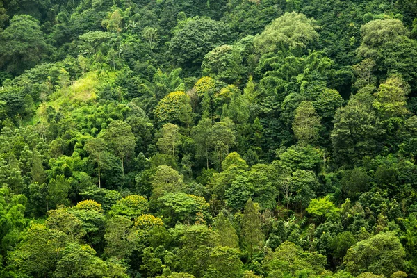 Вид Пробіотичний Вічнозелений Ліс Зверху Аерофотозйомка Фотографія Квадрокоптера — стокове фото