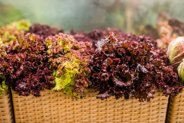 Curly Red Fresh Lollo Salad Salad Supermarket Shelf — Stock Photo, Image