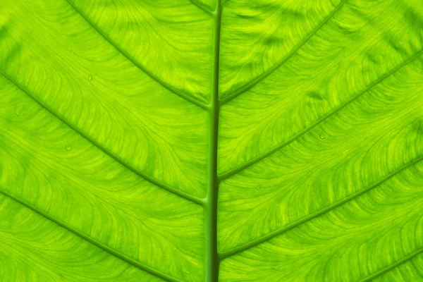 Folha Fundo Natureza Papel Parede Cor Verde Brilhante — Fotografia de Stock