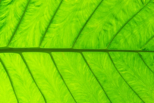 Leaf Background Nature Wallpaper Bright Green Color — Stock Photo, Image