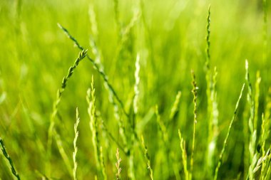spikelets of grass lawn ryegrass perennial clipart