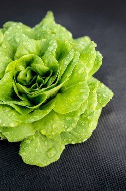 yeşil Aquino salata Salanova Rijk Zwaan bahçesinde