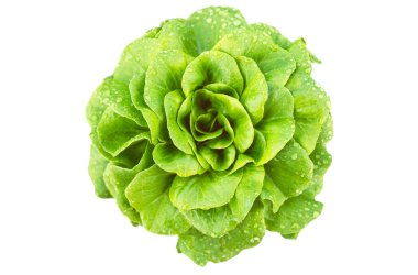 aquino çeşitli Salanova gelen beyaz yaprak yeşil salata üzerinde izole