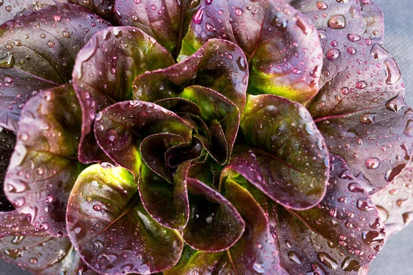 red leaf salad Gauguin close up