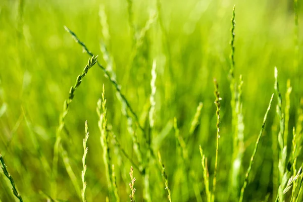 Spikelets Grass Lawn Ryegrass Perennial — Stock Photo, Image