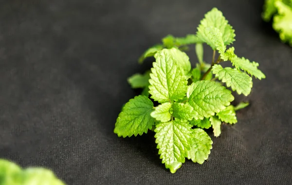 Green Young Leaves Lemon Balm Plants Therapy Herbal Treatment — Stock Photo, Image