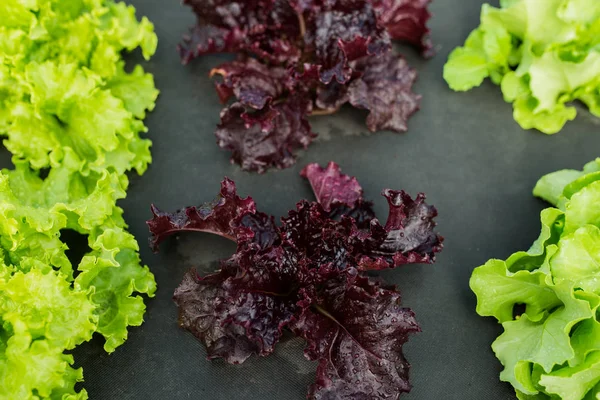 Maatalousalan Salaattiviljelylaitos Ekoasutuksessa — kuvapankkivalokuva