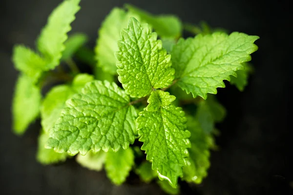 Zöld Fiatal Levelei Citromfű Tea Terápia Kerti Növények — Stock Fotó