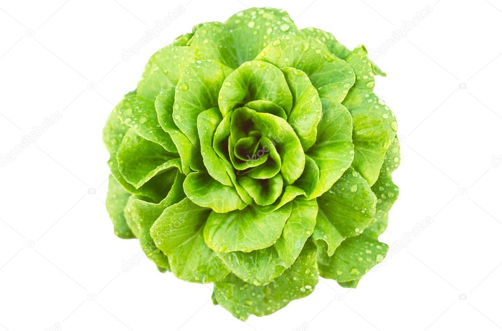 isolated on white green leaf salad of aquino variety from Salanova