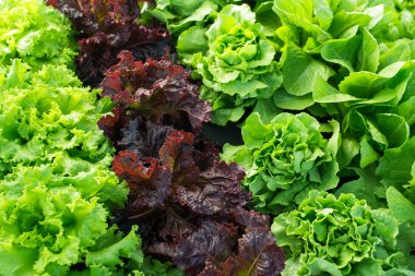 marul yeşili taze bitki salatası yatakta ya da tarlada